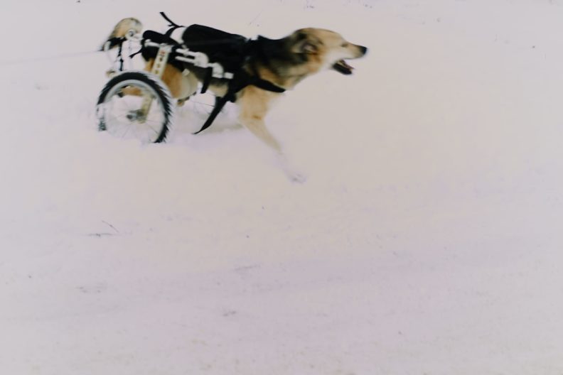 ветеринария, ветеринар, пропал корм, лечение животных, 