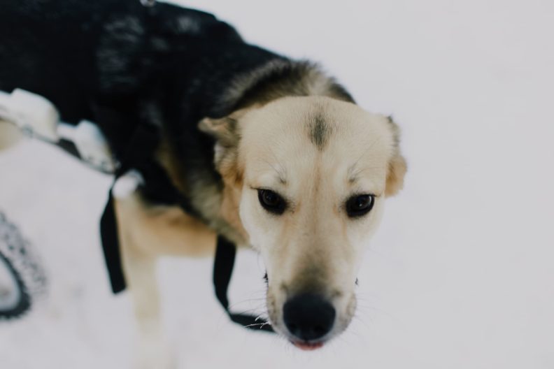 собаки приют, кошки приют, помощь животным, волонтеры животные